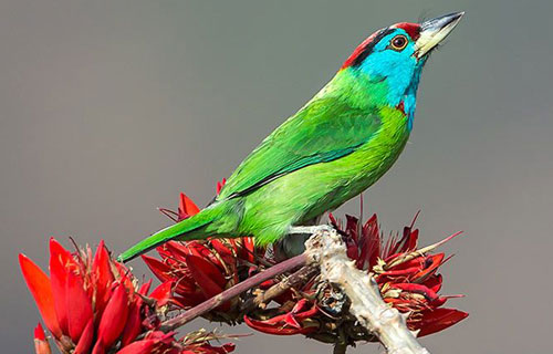 sattal3